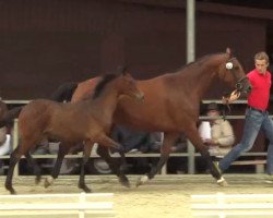 broodmare Fritzi (Westphalian, 2014, from Franziskus FRH)