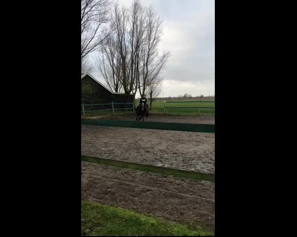 Video of Orchid’s Darian