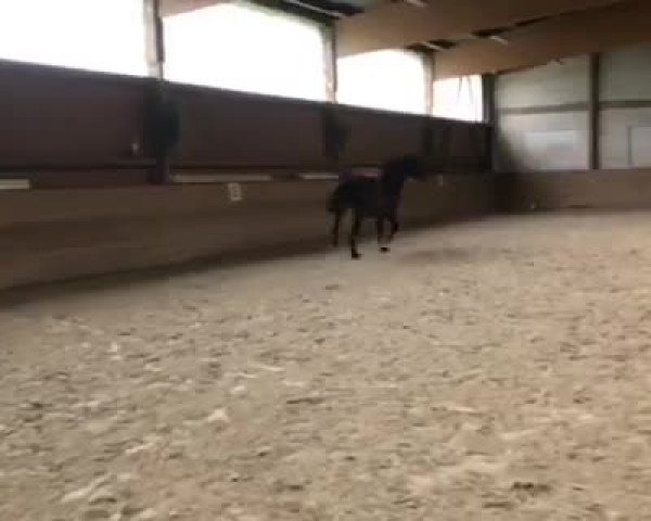Video of Rambazamba M