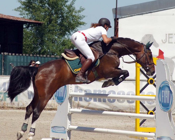 Zuchtstute Urraka - KL (Holsteiner, 2004, von Calato)