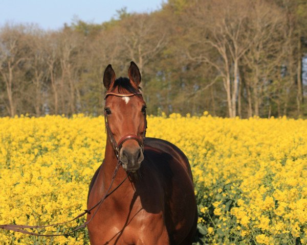 broodmare Claramia (Holsteiner, 2004, from Contact Me)