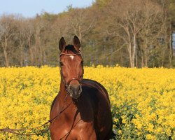 broodmare Claramia (Holsteiner, 2004, from Contact Me)