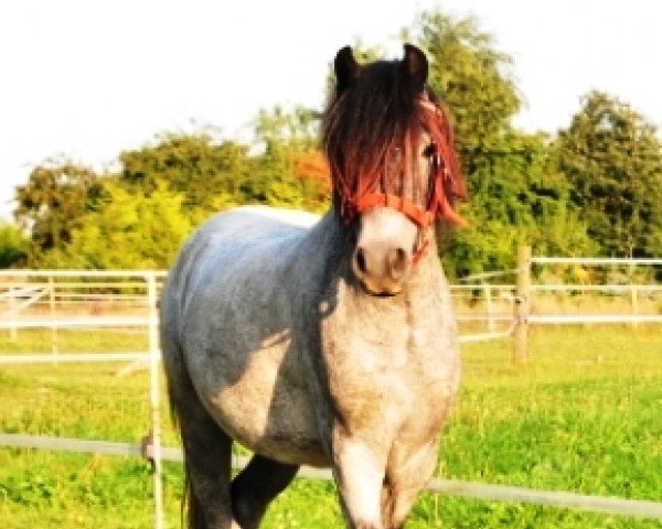 Pferd Schwedenlinde's Kristall (Welsh Mountain Pony (Sek.A), 2010, von Wrenlea Kestrel)