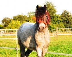 horse Schwedenlinde's Kristall (Welsh mountain pony (SEK.A), 2010, from Wrenlea Kestrel)