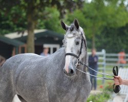 broodmare Coco Chanel (Westphalian, 2011, from Cristallo II)