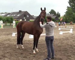 dressage horse Stute von Brentano (Westphalian, 2011, from Brentano II)