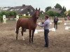 broodmare Chelsey (Westphalian, 2011, from Comme il Faut)