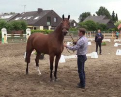 broodmare Chelsey (Westphalian, 2011, from Comme il Faut)