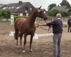 dressage horse Fabiola 291 (Westphalian, 2011, from Fürst Piccolo)