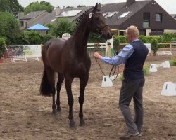 broodmare Fiderella 2 (Westphalian, 2011, from Fiderstep)