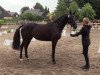 jumper Tamira (Oldenburg show jumper, 2011, from Armani)