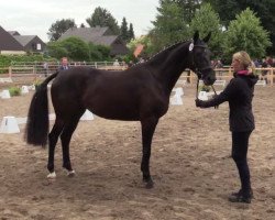 jumper Tamira (Oldenburg show jumper, 2011, from Armani)