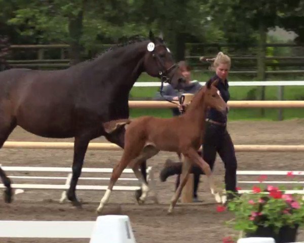 dressage horse Stute von Sir Heinrich (Westphalian, 2014, from Sir Heinrich OLD)