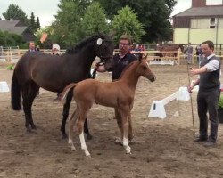 dressage horse Seraphina 27 (Westphalian, 2014, from Sir Heinrich OLD)