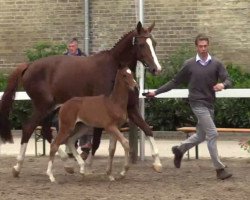 dressage horse G"nsebl_mchen B (Westphalian, 2014, from Grey Flanell)