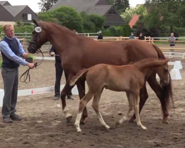 dressage horse Serruti van't Eshout (Westphalian, 2014, from Sir Heinrich OLD)