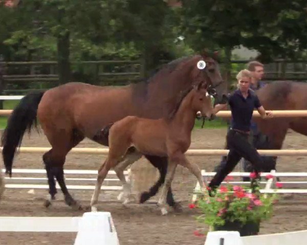dressage horse Sheldon Junior (Westphalian, 2014, from Sir Heinrich OLD)