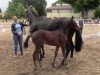 dressage horse Felicio 12 (Westphalian, 2014, from Fiano)