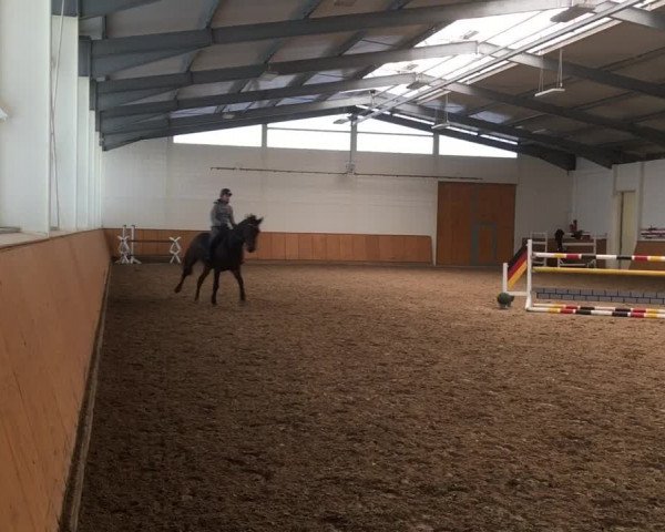 Video of Crossfire vd Leuba