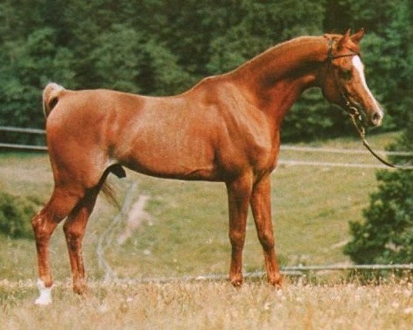 stallion Shaker El Masri 1963 EAO (Arabian thoroughbred, 1963, from Morafic 1956 EAO)