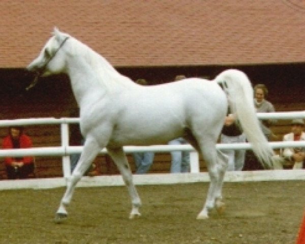 stallion Ibn Estopa 1977 ox (Arabian thoroughbred, 1977, from Shaker El Masri 1963 EAO)