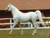 stallion Ibn Estopa 1977 ox (Arabian thoroughbred, 1977, from Shaker El Masri 1963 EAO)