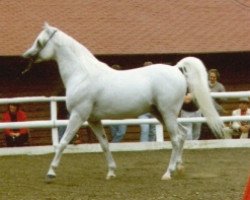 Deckhengst Ibn Estopa 1977 ox (Vollblutaraber, 1977, von Shaker El Masri 1963 EAO)