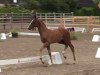 dressage horse Save your mind (Westphalian, 2014, from Sir Heinrich OLD)