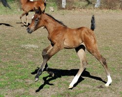 horse Geneva Tersk 2014 ox (Arabian thoroughbred, 2014, from Napevnij 2006 ox)