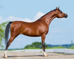 broodmare Petlica Tersk 2010 ox (Arabian thoroughbred, 2010, from Pobeditel 1998 ox)