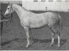 broodmare Miest 1966 ox (Arabian thoroughbred, 1966, from Salon 1959 ox)