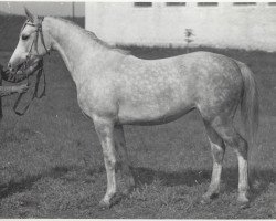 broodmare Miest 1966 ox (Arabian thoroughbred, 1966, from Salon 1959 ox)