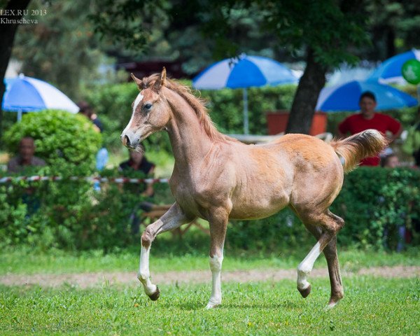 horse Lel Tersk 2013 ox (Arabian thoroughbred, 2013, from HK Marcello 2005 ox)