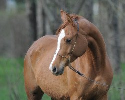 broodmare Perudja 2006 ox (Arabian thoroughbred, 2006, from Aja Shakakhan 1999 ox)