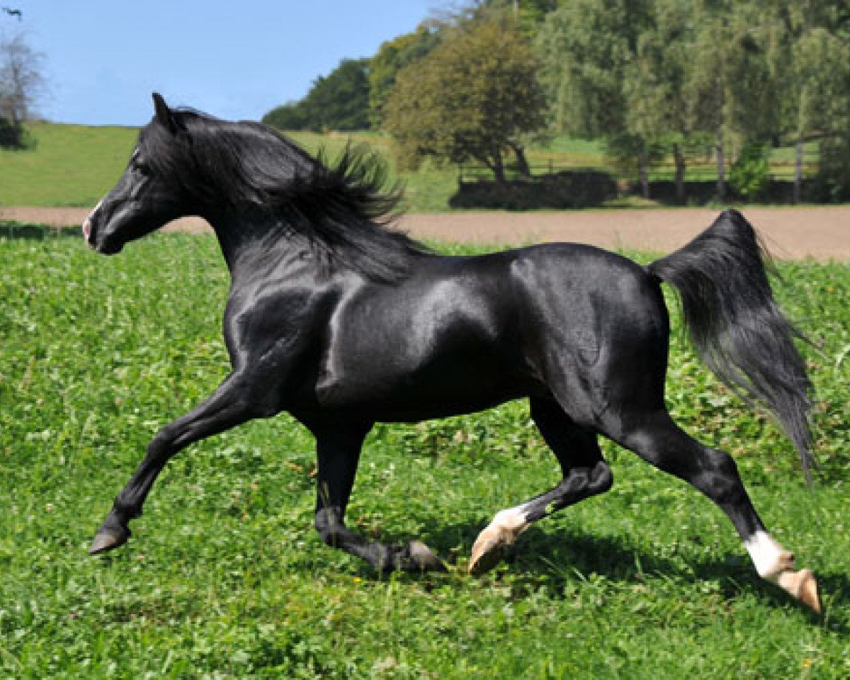 Deckhengst Frankenhoeh's Prince Royal (Welsh Pony (Sek.B), 2005, von Tijd Vlijt's Amadeous)