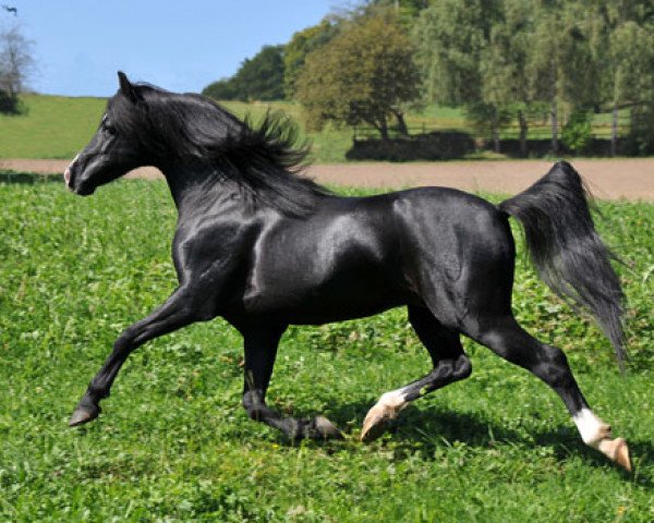 stallion Frankenhoeh's Prince Royal (Welsh-Pony (Section B), 2005, from Tijd Vlijt's Amadeous)