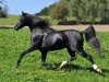 stallion Frankenhoeh's Prince Royal (Welsh-Pony (Section B), 2005, from Tijd Vlijt's Amadeous)