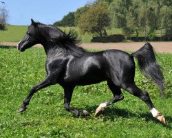 Dressurpferd Frankenhoeh's Prince Royal (Welsh Pony (Sek.B), 2005, von Tijd Vlijt's Amadeous)