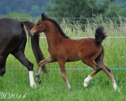 Pferd Newmoon's dancing Soraya (Welsh Pony (Sek.B), 2014, von Frankenhoeh's Prince Royal)