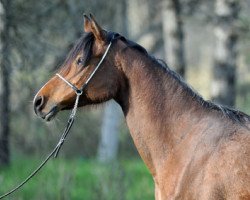 broodmare Preria 2002 ox (Arabian thoroughbred, 2002, from Balaton 1982 ox)