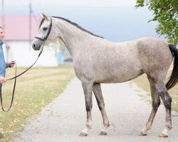 broodmare Pianistka 2007 ox (Arabian thoroughbred, 2007, from Angleter 2003 ox)