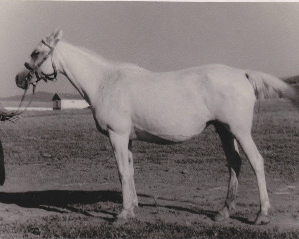 broodmare Naparsnitsa I 1946 ox (Arabian thoroughbred, 1946, from Naseem 1922 ox)