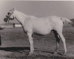 Zuchtstute Naparsnitsa I 1946 ox (Vollblutaraber, 1946, von Naseem 1922 ox)