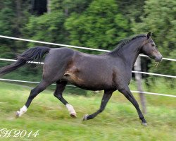 Zuchtstute Lakeway's Royal Ruby (Welsh Pony (Sek.B), 2003, von Weltevreden's Ametist)