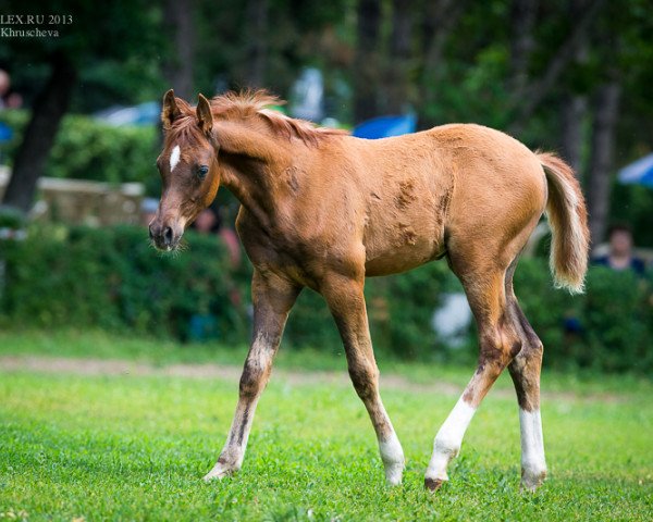 horse Prince Mashuk Tersk 2013 ox (Arabian thoroughbred, 1946, from Mashuk 1977 ox)