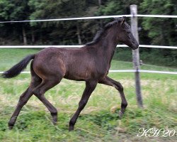 horse Orion von Regentquelle (Welsh Pony (Sek.B), 2014, from Frankenhoeh's Prince Royal)