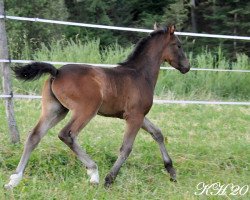 Pferd Poseidon von Regentquelle (Welsh Partbred, 2014, von Frankenhoeh's Prince Royal)