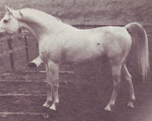 Deckhengst Naryn 1970 ox (Vollblutaraber, 1970, von Pomeranets 1952 ox)