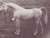 stallion Naryn 1970 ox (Arabian thoroughbred, 1970, from Pomeranets 1952 ox)