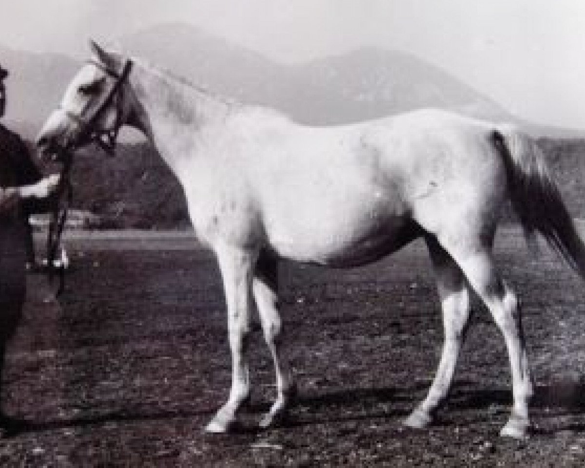 Zuchtstute Norka 1946 ox (Vollblutaraber, 1946, von Naseem 1922 ox)